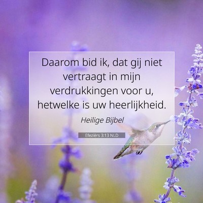 Picture 07 - Efeziërs 3:13 NLD - Daarom bid ik, dat gij niet vertraagt in mijn - Bible Verse Picture