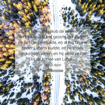 Picture 07 - Genesis 30:40 NLD - Toen scheidde Jakob de lammeren, en hij wendde - Bible Verse Picture