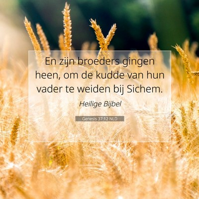 Picture 07 - Genesis 37:12 NLD - En zijn broeders gingen heen, om de kudde van hun - Bible Verse Picture