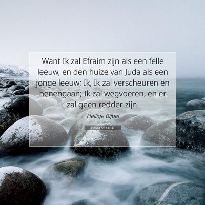 Picture 07 - Hosea 5:14 NLD - Want Ik zal Efraim zijn als een felle leeuw, en - Bible Verse Picture