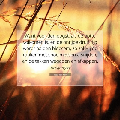 Picture 07 - Jesaja 18:5 NLD - Want voor den oogst, als de botte volkomen is, en - Bible Verse Picture