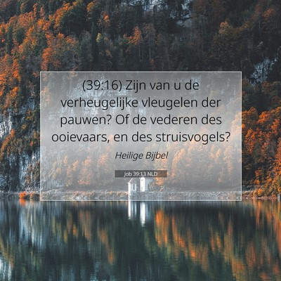 Picture 07 - Job 39:13 NLD - (39:16) Zijn van u de verheugelijke vleugelen der - Bible Verse Picture