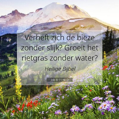Picture 07 - Job 8:11 NLD - Verheft zich de bieze zonder slijk? Groeit het - Bible Verse Picture