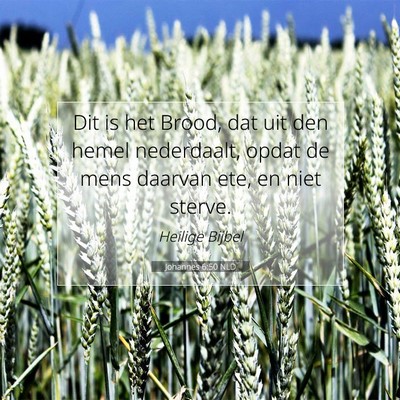 Picture 07 - Johannes 6:50 NLD - Dit is het Brood, dat uit den hemel nederdaalt, - Bible Verse Picture