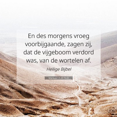 Picture 07 - Markus 11:20 NLD - En des morgens vroeg voorbijgaande, zagen zij, - Bible Verse Picture