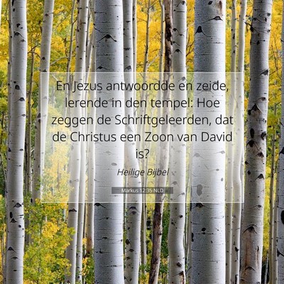 Picture 07 - Markus 12:35 NLD - En Jezus antwoordde en zeide, lerende in den - Bible Verse Picture