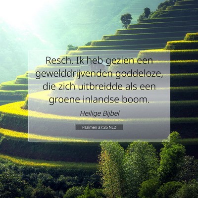 Picture 07 - Psalmen 37:35 NLD - Resch. Ik heb gezien een gewelddrijvenden - Bible Verse Picture