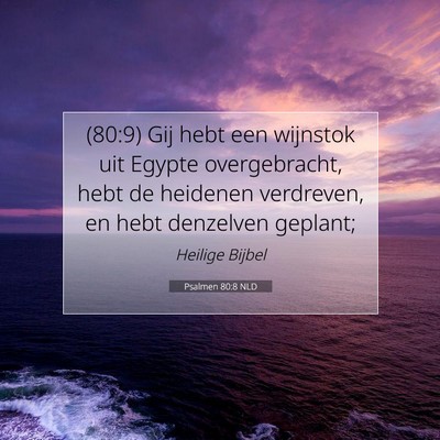 Picture 07 - Psalmen 80:8 NLD - (80:9) Gij hebt een wijnstok uit Egypte - Bible Verse Picture