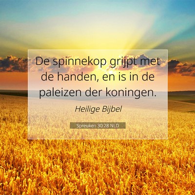 Picture 07 - Spreuken 30:28 NLD - De spinnekop grijpt met de handen, en is in de - Bible Verse Picture