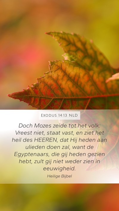 Exodus 14:13 NLD Bible Verse Image