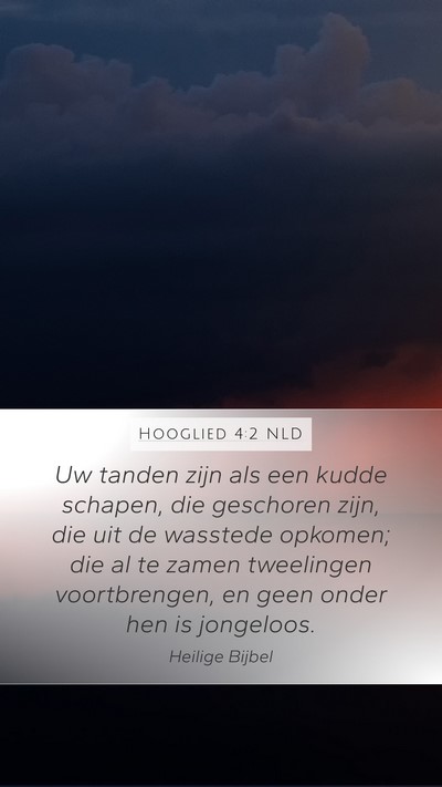 Hooglied 4:2 NLD Mobile Phone Wallpaper - Uw tanden zijn als een kudde schapen, die - Mobile Bible Verse Wallpaper