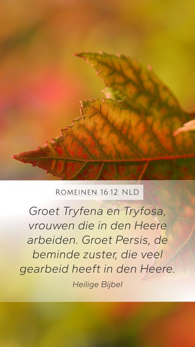 Romeinen 16:12 NLD Bible Verse Image